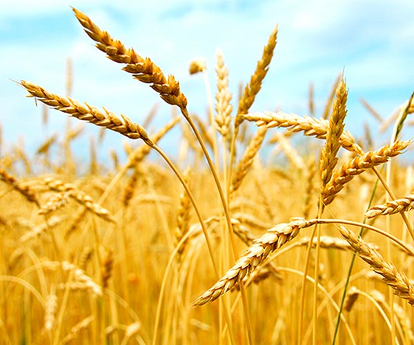 champ de blé, grandes cultures