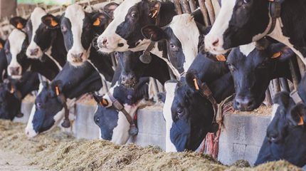 vaches dans une ferme, ruminants