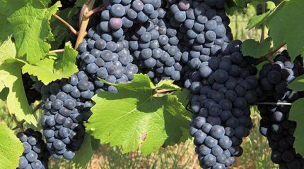 viticulture, raisins noir